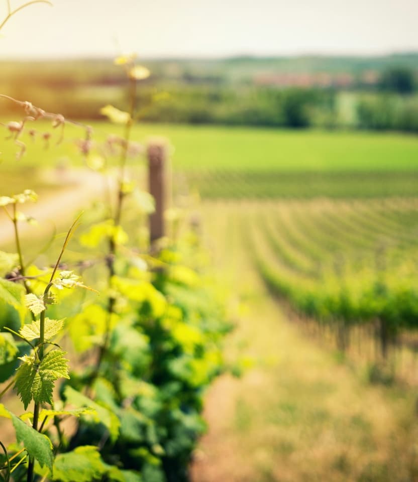Weinlagen-Spaziergang