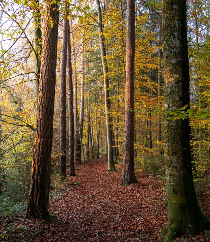 Sprechlaufwandern