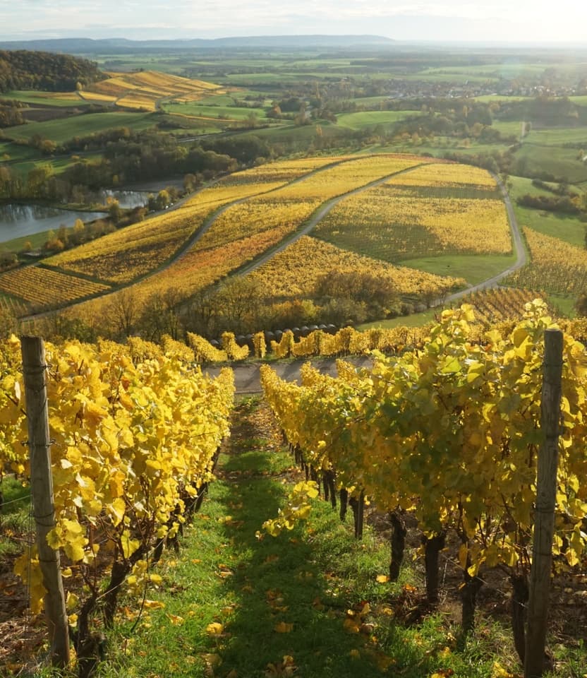 Walk through orchards and vineyards